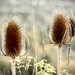 Wild Teasel