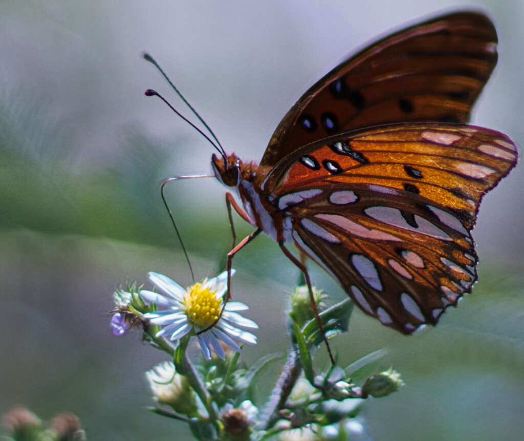 Butterfly at Aspire by mattyboyg