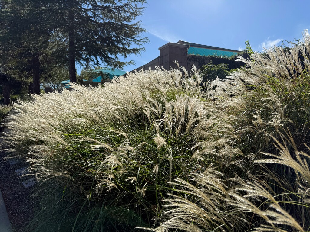 Decorative grass making seeds by shutterbug49