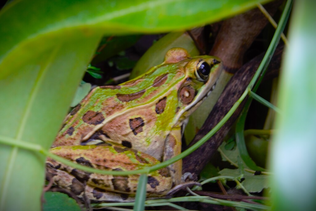 Southern Leopard Frog by photohoot