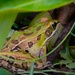 Southern Leopard Frog