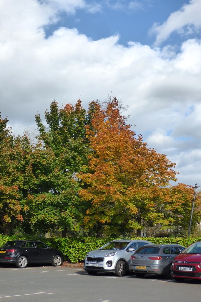 Autumn colours all around .   by beryl