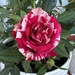 Neil Diamond Tiny Rose