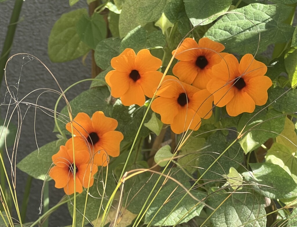 Chummy Black-eyed Susans by peekysweets