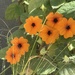 Chummy Black-eyed Susans by peekysweets