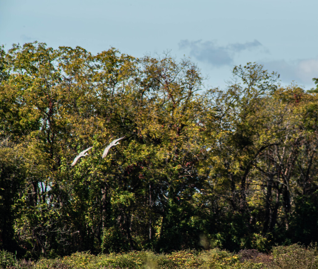 Sand Hill Cranes landing by darchibald