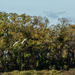 Sand Hill Cranes landing