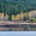 Aspen's gold against the green forest