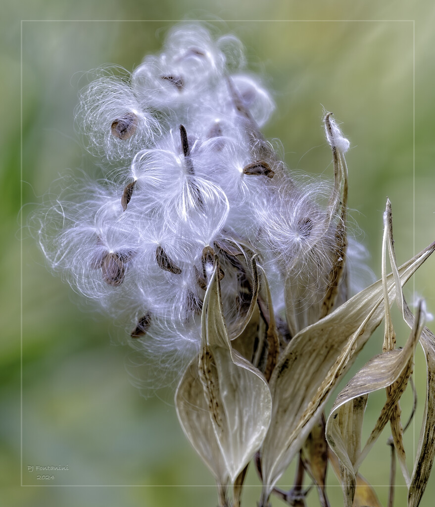 Common Milkweed by bluemoon