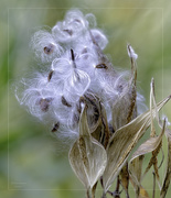 11th Oct 2024 - Common Milkweed