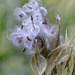 Common Milkweed