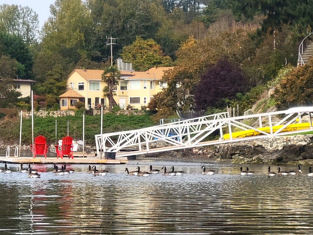 Canada Geese by kimmer50