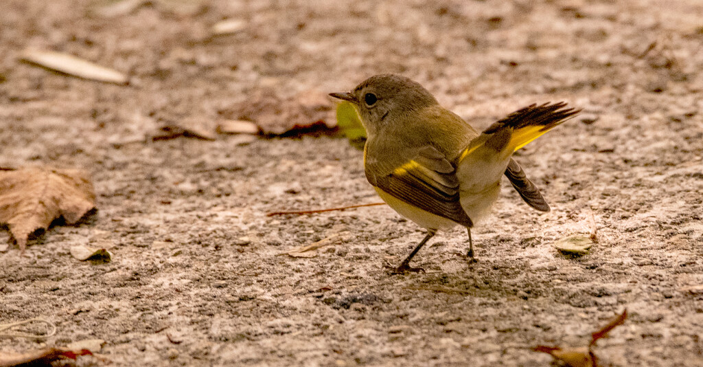 Ruby -Crowned Kinglet by rickster549