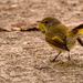 Ruby -Crowned Kinglet