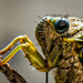 Cicada 1