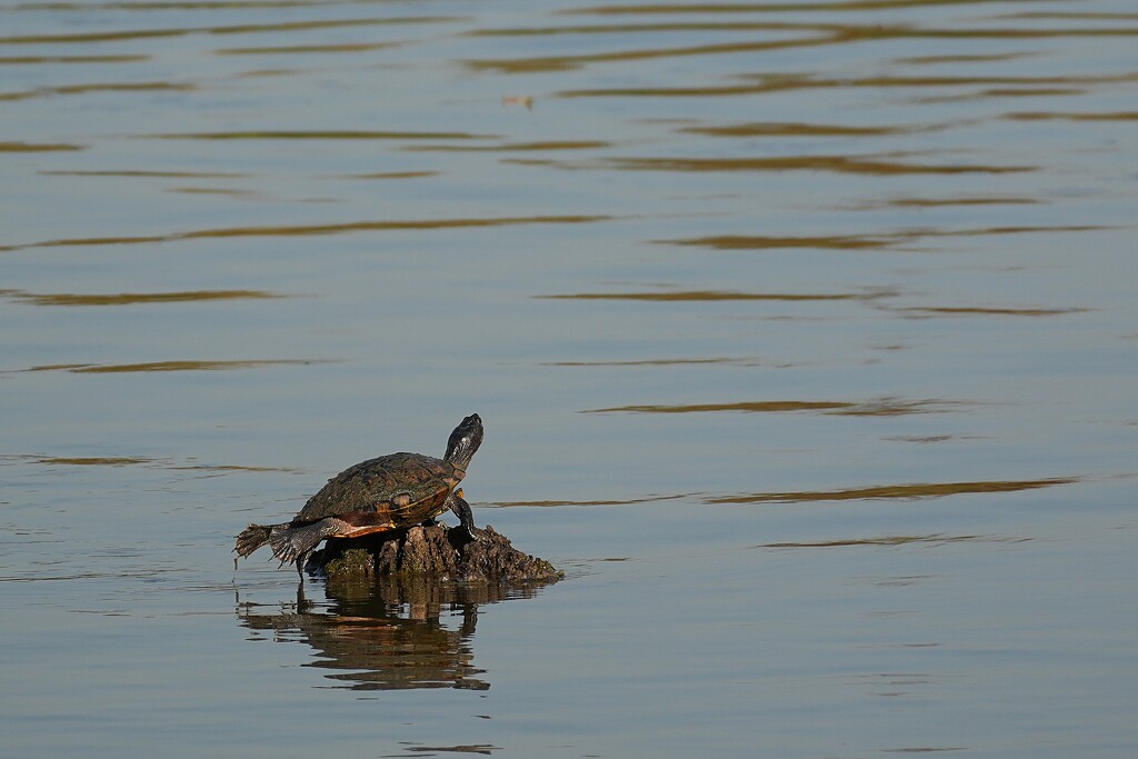 flopping on a rock by slaabs