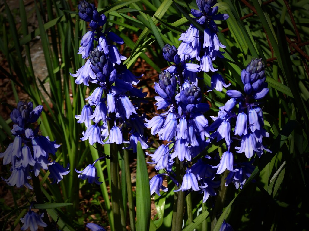 The wonderful blue of the Bluebells! by maggiemae