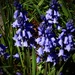 The wonderful blue of the Bluebells!