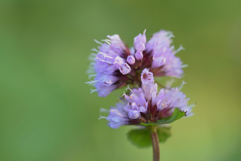 Watermint by dragey74