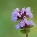 Watermint