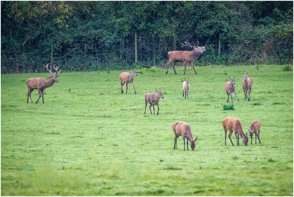 Ashton Court - Boss deer by clifford