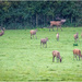 Ashton Court - Boss deer by clifford