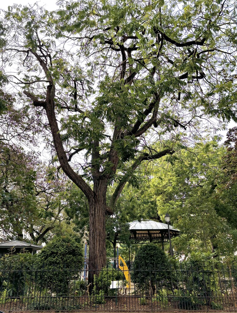 An Edrele tree from China… lovely pretty leaves… by beverley365