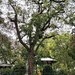 An Edrele tree from China… lovely pretty leaves…