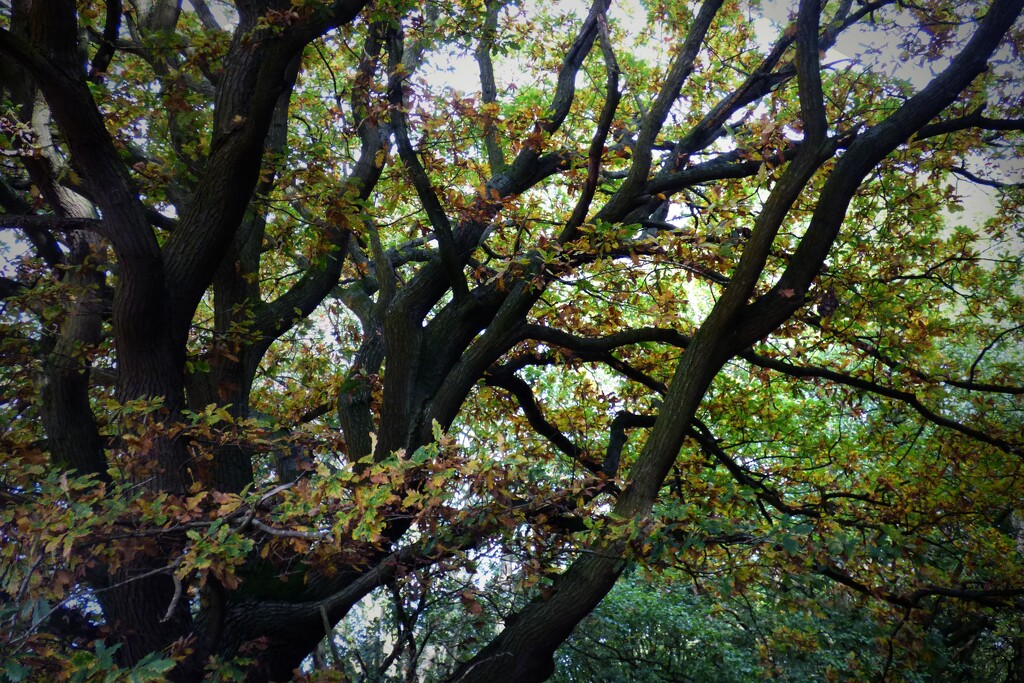 Majestic Oak. by beryl