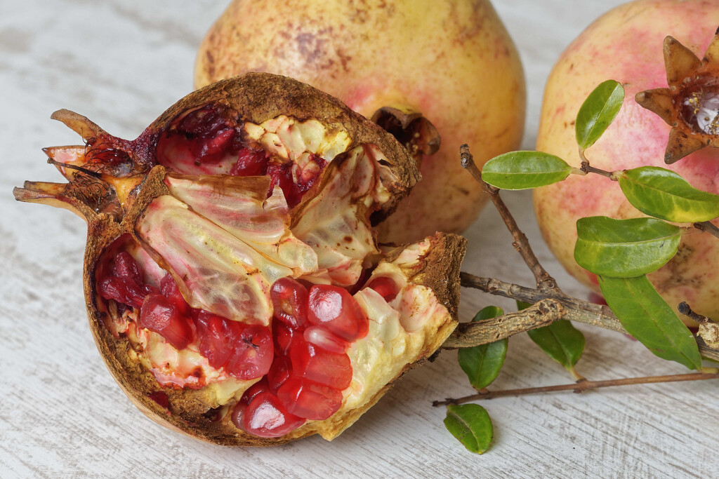 Pomegranate by laroque