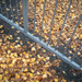 Autumn diagonal