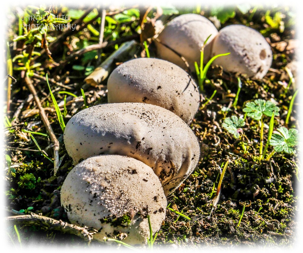 Common Puffballs by carolmw