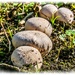 Common Puffballs