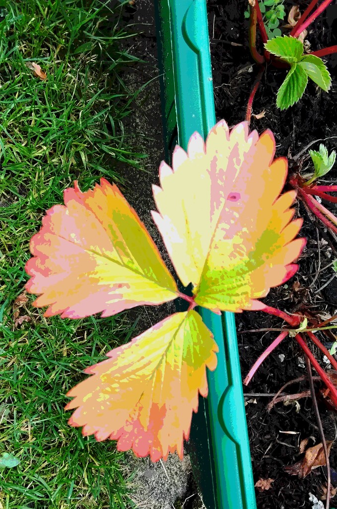 A posterised Autumnal colour changing Strawberry leaf by grace55