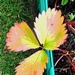 A posterised Autumnal colour changing Strawberry leaf