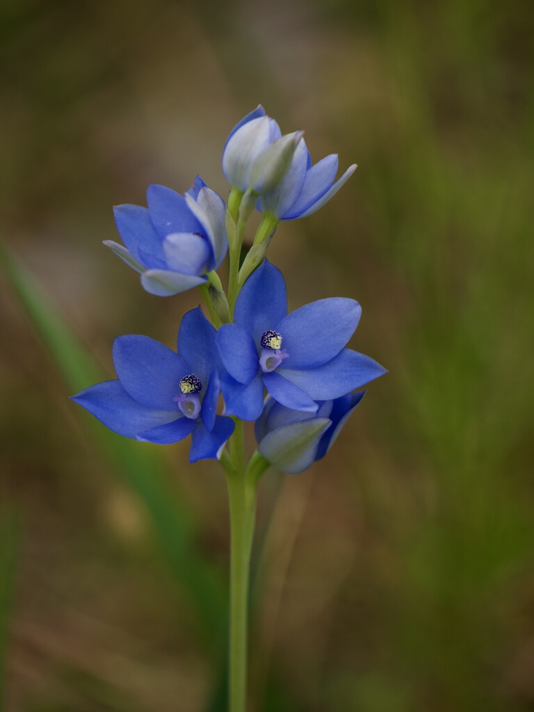 Blue Lady Orchid PA125990 by merrelyn