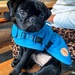 “Butter”. Little pug. Big style. 