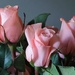 Pretty roses