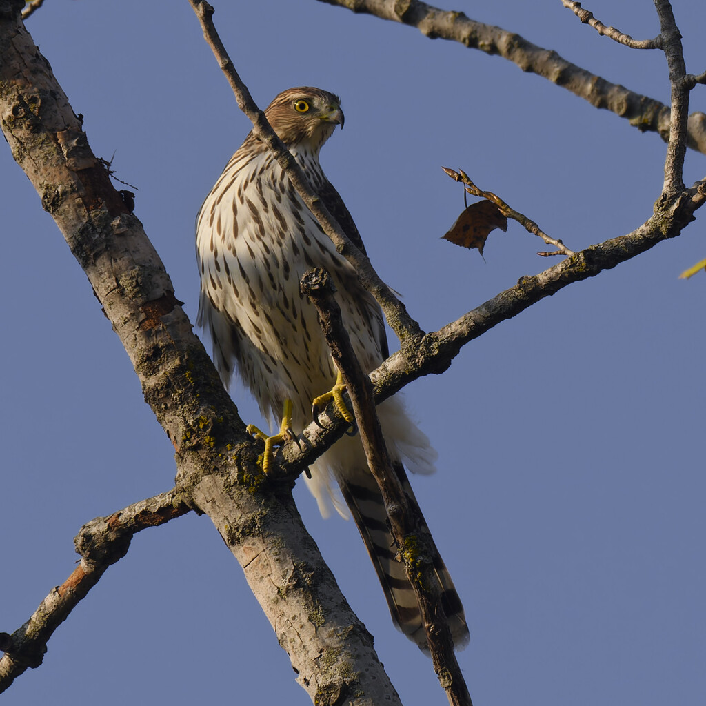 Cooper's hawk by rminer