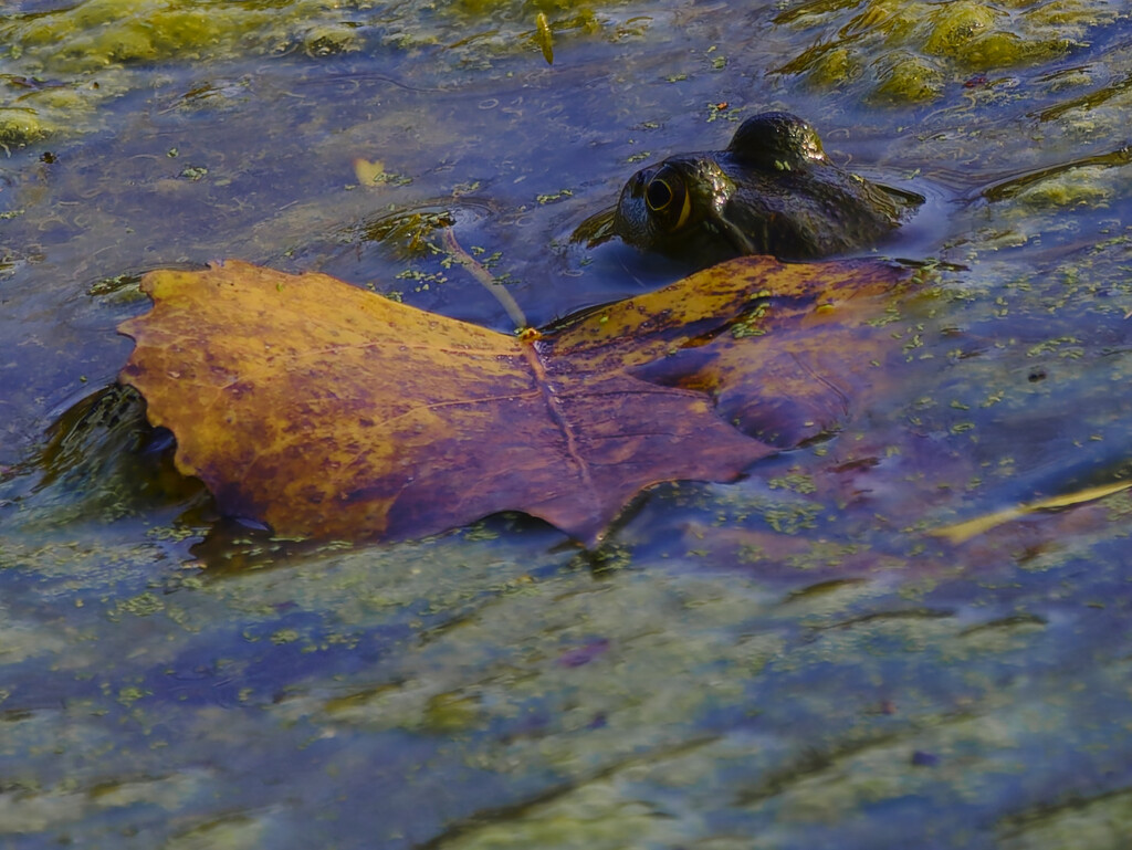 bullfrog by a leaf by rminer