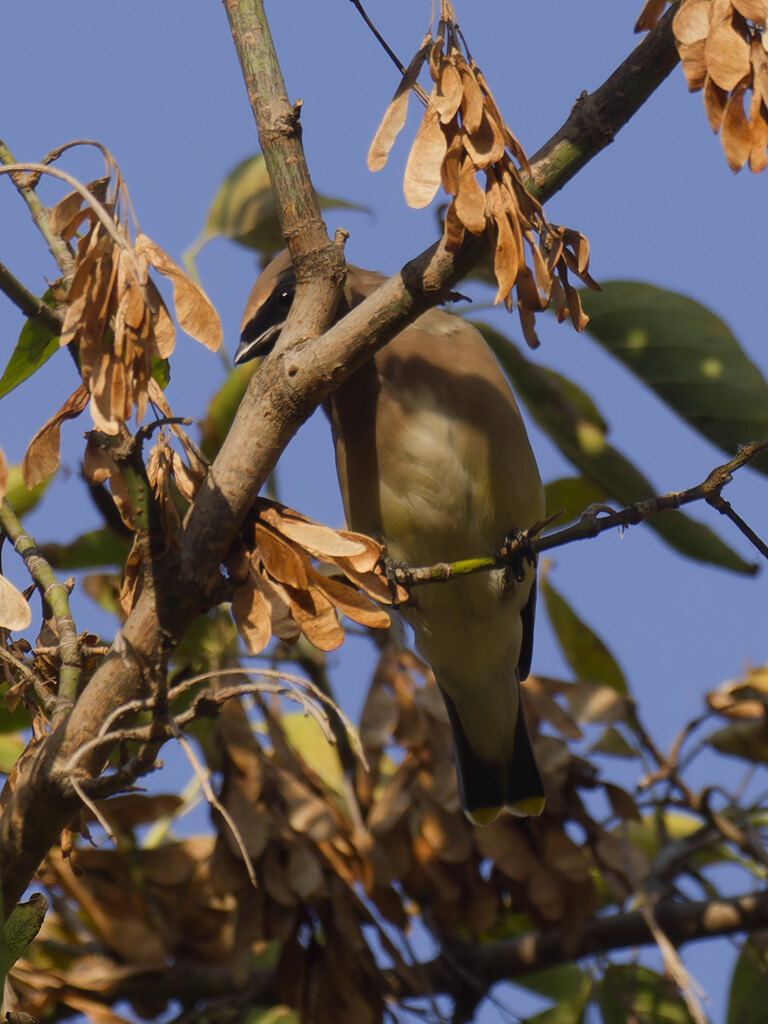 cedar waxwing  by rminer