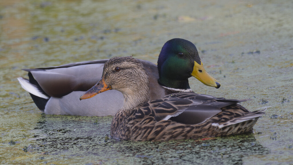 mallards  by rminer