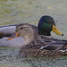 mallards 