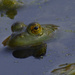 american bullfrog