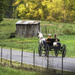 Tennessee Horse and Carriage Riders