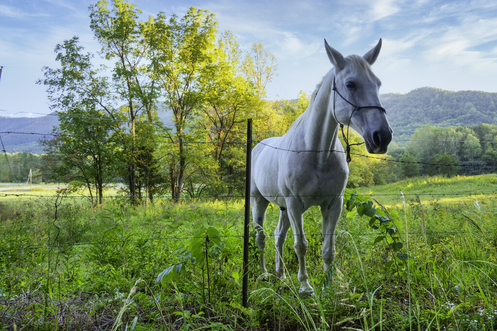 Townsend Tennessee Horse  by myhrhelper