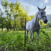 Townsend Tennessee Horse 