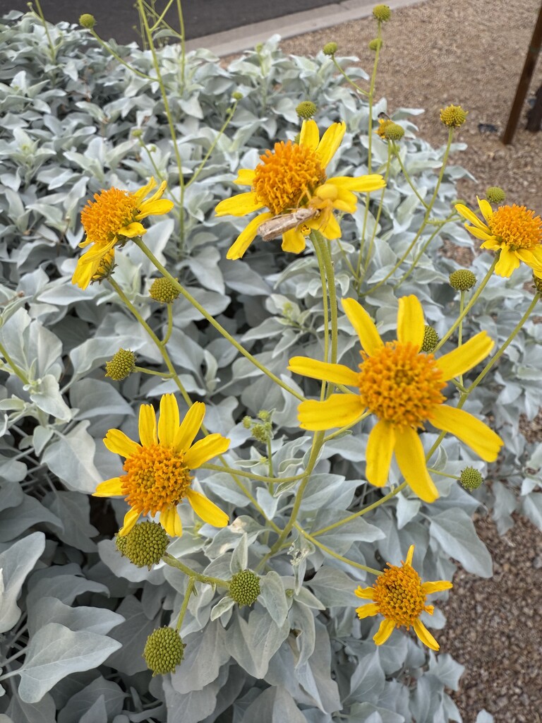 Brittlebush flowers by sandlily