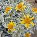 Brittlebush flowers