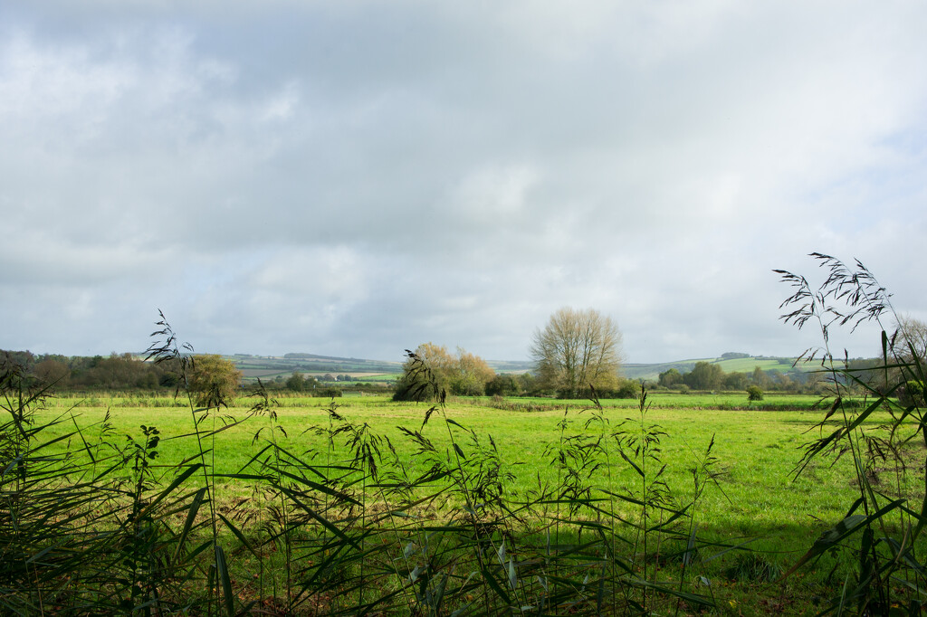 water meadows by josiegilbert